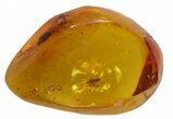 Fossil Cicada (Auchenorrhyncha) In Baltic Amber #59408-1